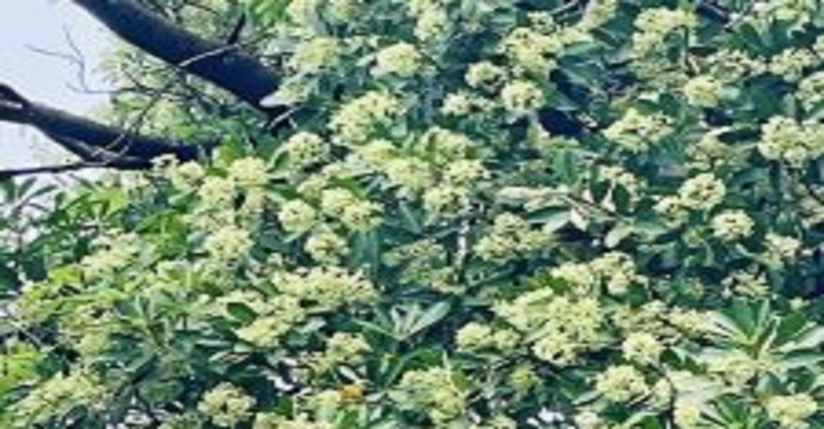 চাঁদপুরে দৃষ্টিনন্দন বকুলগাছ