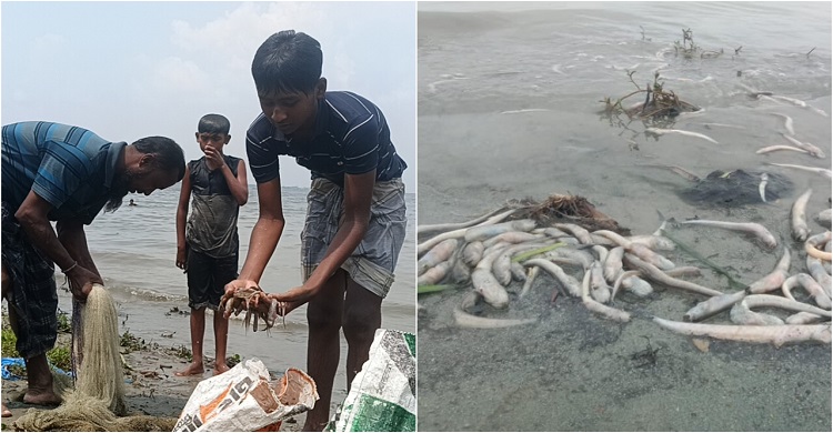 শীতলক্ষার দূষণে মেঘনায় ভেসে উঠছে মরা মাছ