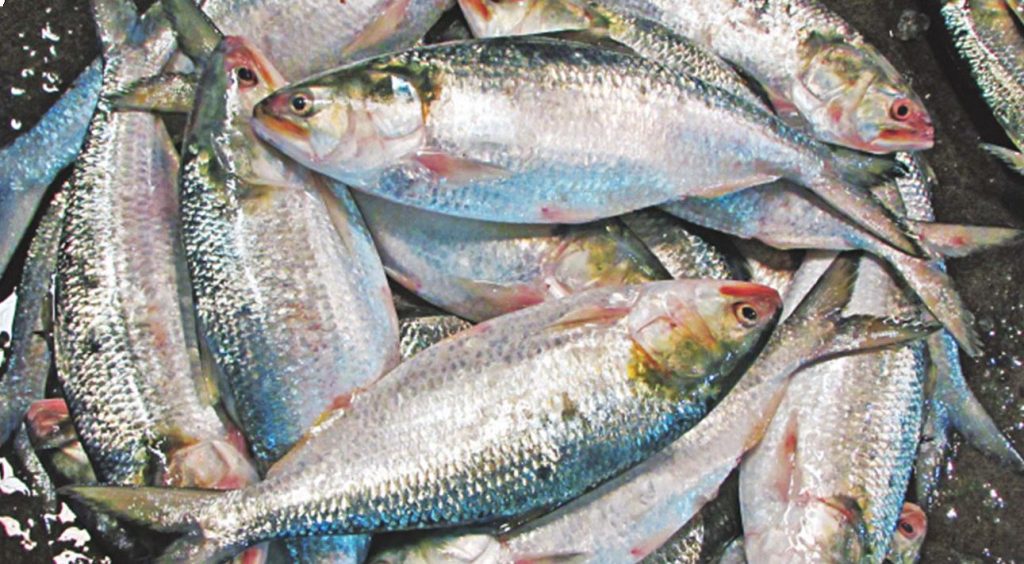 নানা সংকটে চাঁদপুরের ইলিশ এখন বিলাসবহুল খাবার