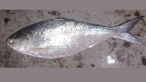 চাঁদপুরে এক ইলিশের দাম ৯৫৫০ টাকা!